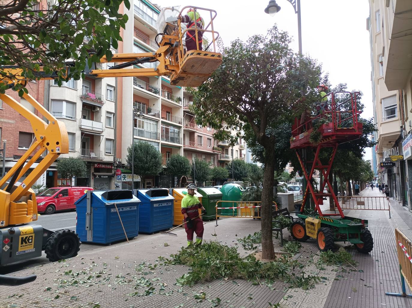 Logroño comienza la ITV de sus 43.600 árboles