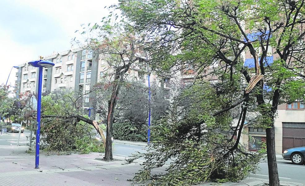 Arnedo revisará el estado de los árboles para adelantarse a «futuros vendavales»