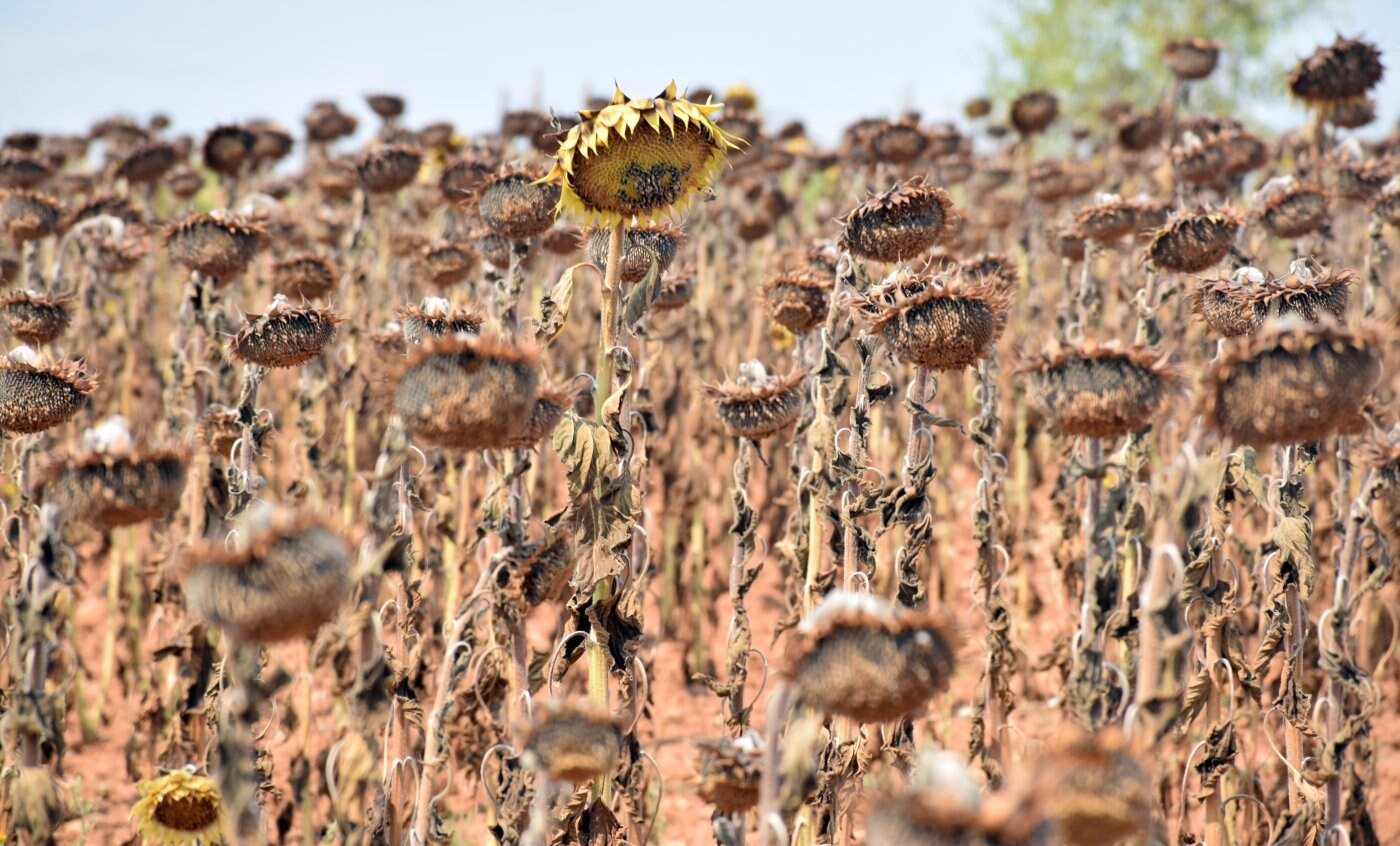 El girasol, de la esperanza a la nula rentabilidad | La Rioja