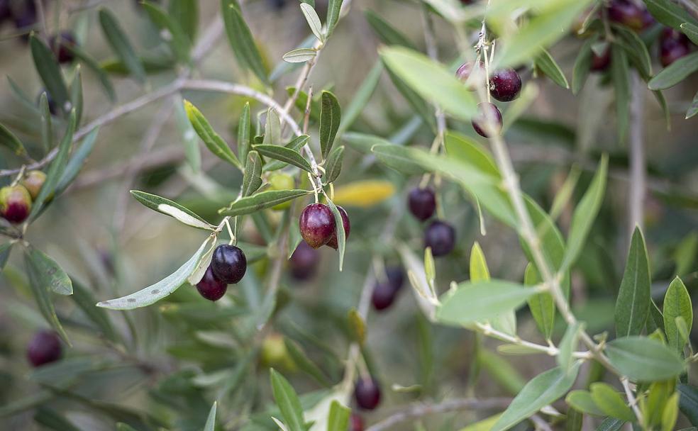 Olivar, un cultivo en busca de adaptación