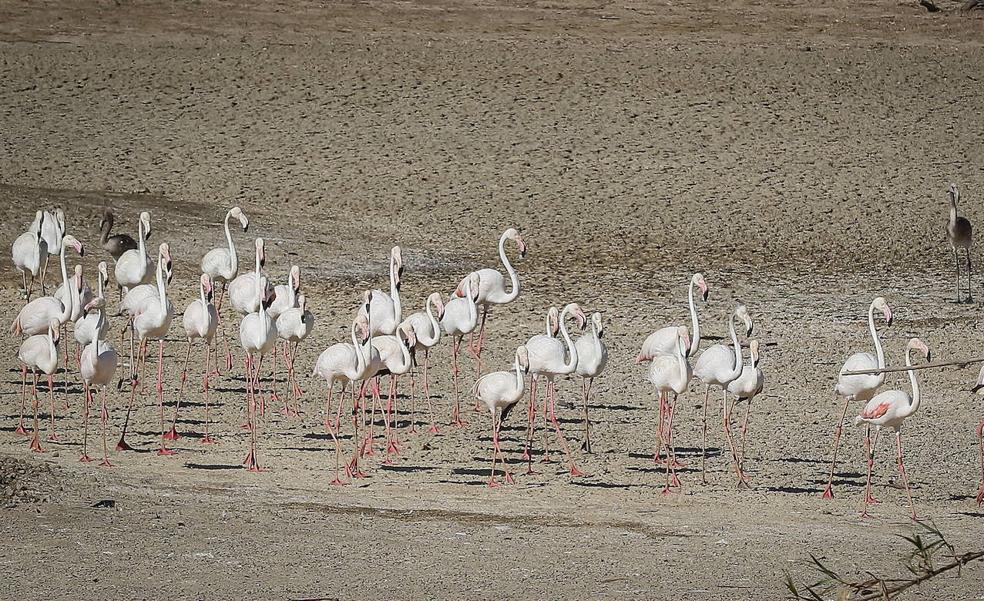 La agonía de Doñana divide al territorio