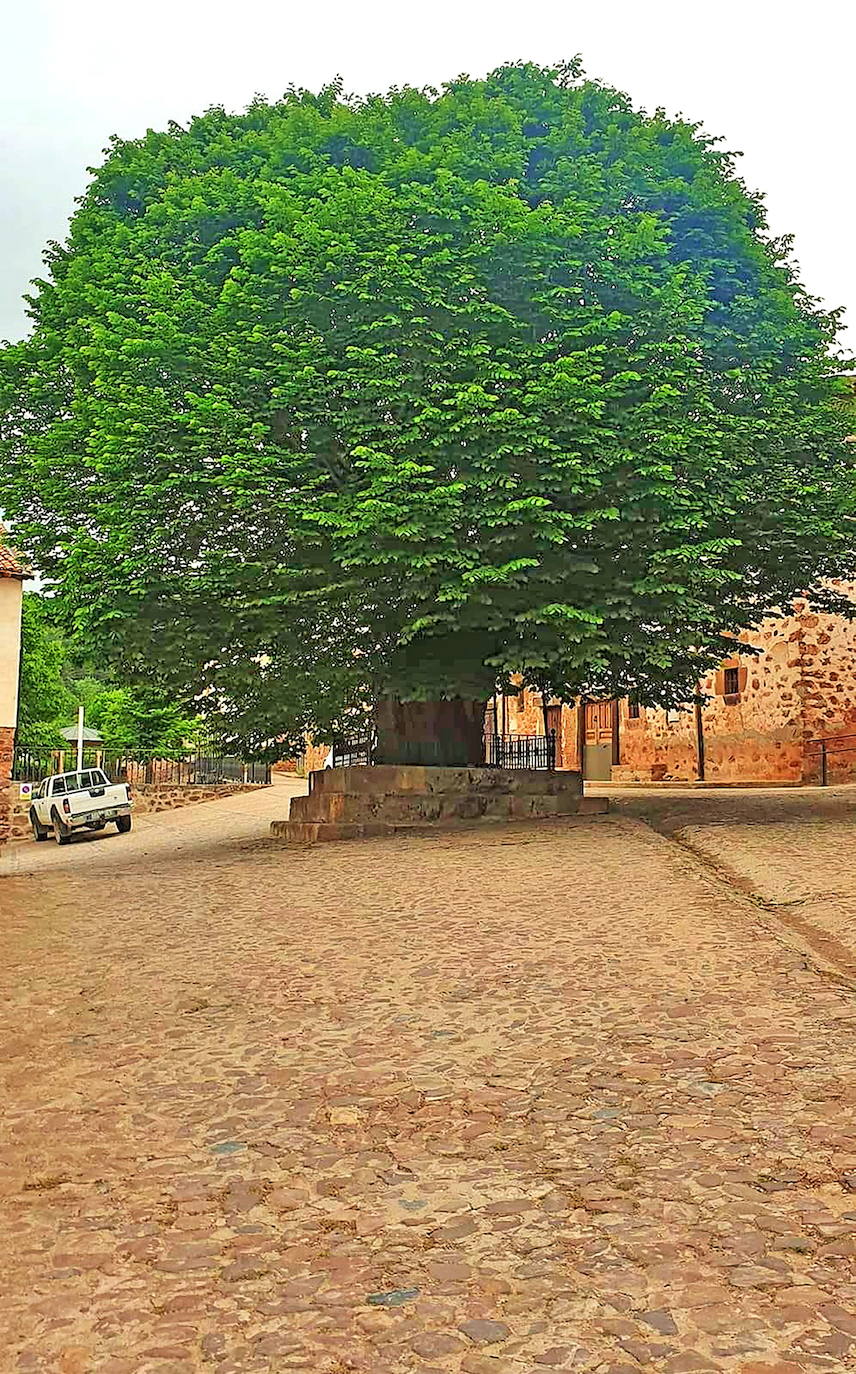 El olmo de El Rasillo, candidato a Árbol del Año 2023 en España