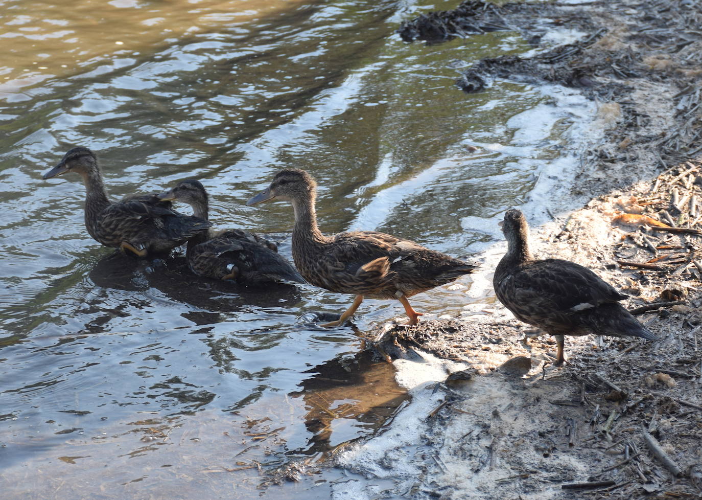 ¿Sabes quién vive en Logroño? El Biomaratón descubre la naturaleza de la capital