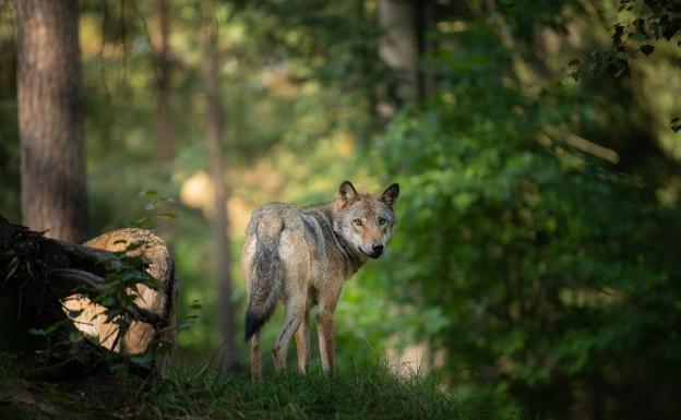 El juez decidirá si la orden para matar por primera vez a un lobo protegido se puede ejecutar