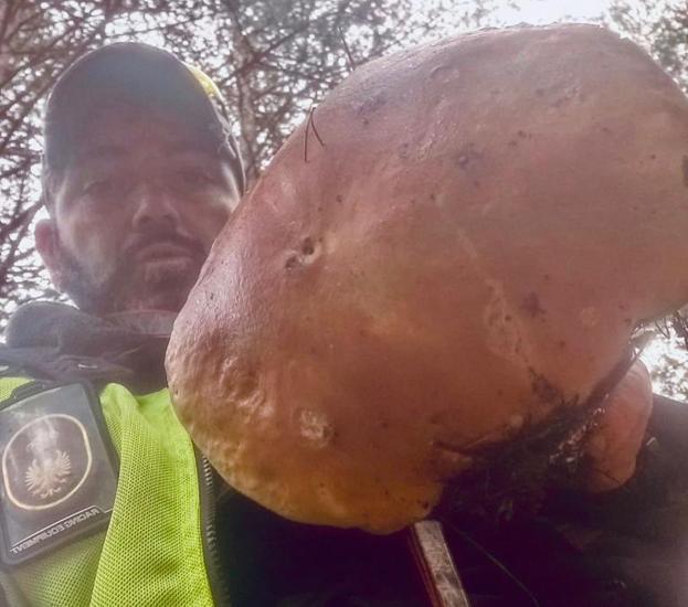 Encuentran un boletus de 3,5 kilos en Ezcaray