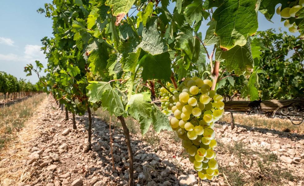 El Ministerio tramita la solicitud de exclusividad del viñedo de Rioja con la oposición vasca