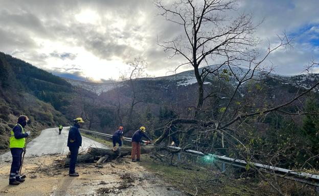 La tala de un árbol provoca el corte del tráfico en la carretera de Valdezcaray durante una hora