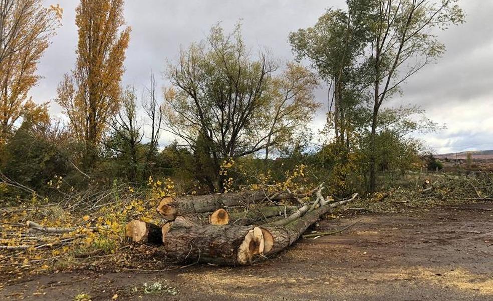 Amigos de la Tierra denuncia la tala de un tramo de ribera en el cauce del Yalde, en Huércanos