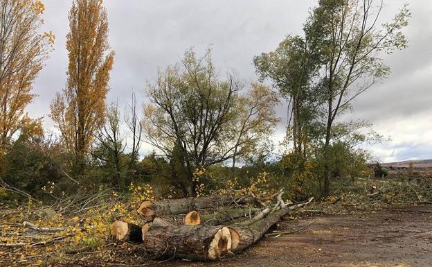 Amigos de la Tierra denuncia la tala de un tramo de ribera en el cauce del Yalde, en Huércanos