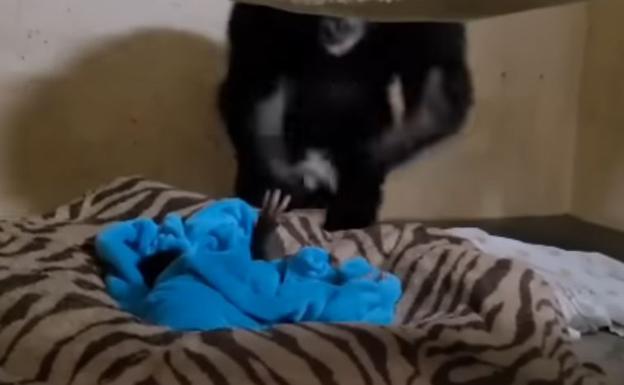 El emocionante reencuentro de una mamá chimpancé con su recién nacido