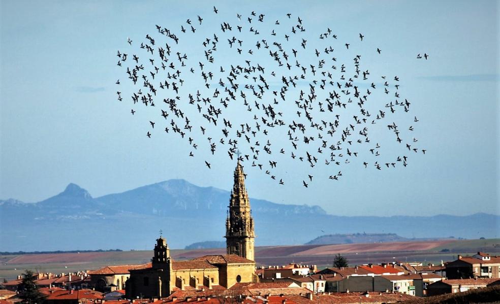 Santo Domingo ha capturado unas 2.400 palomas comunes en los dos últimos años