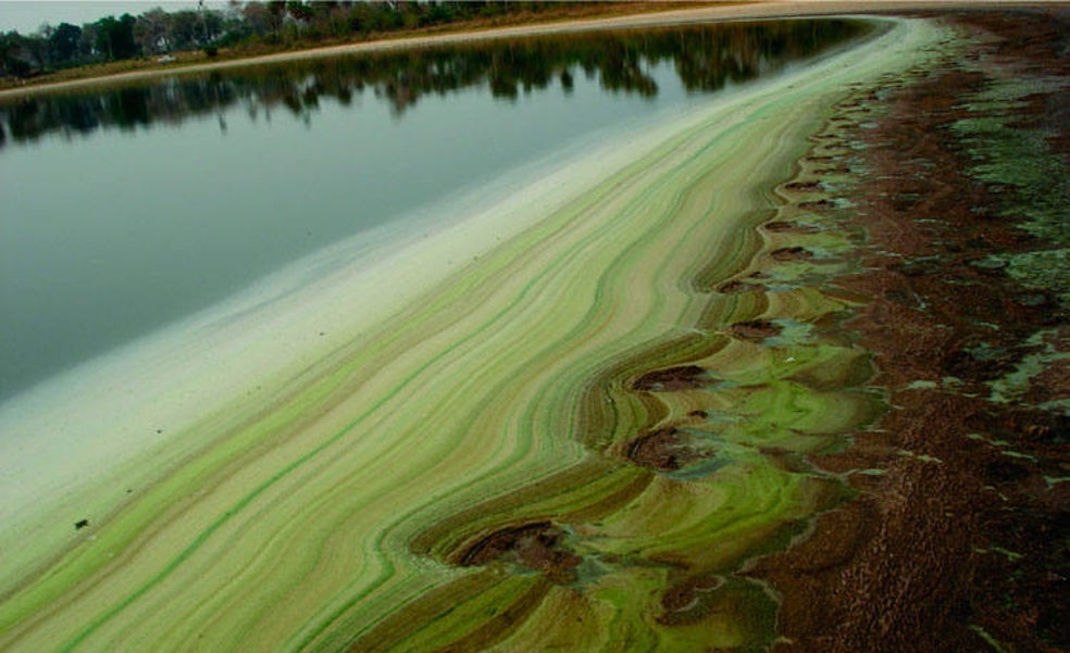 Por qué el metano se disparó el año del confinamiento sin apenas contaminación