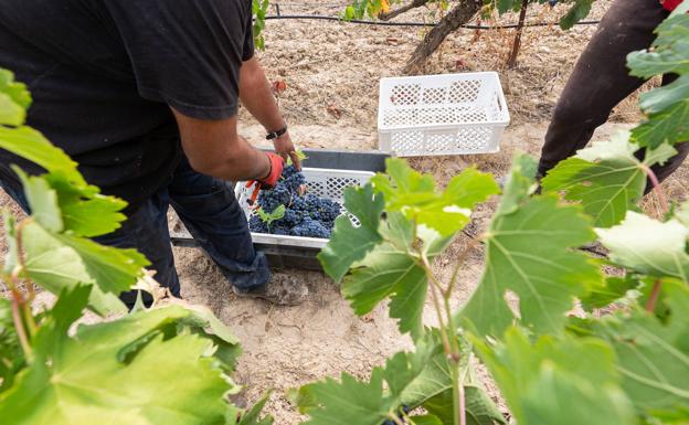 La vendimia trajo finalmente 420 millones de kilos de uva