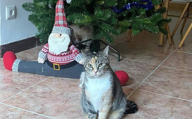 Gatos y adornos de Navidad, los enemigos íntimos