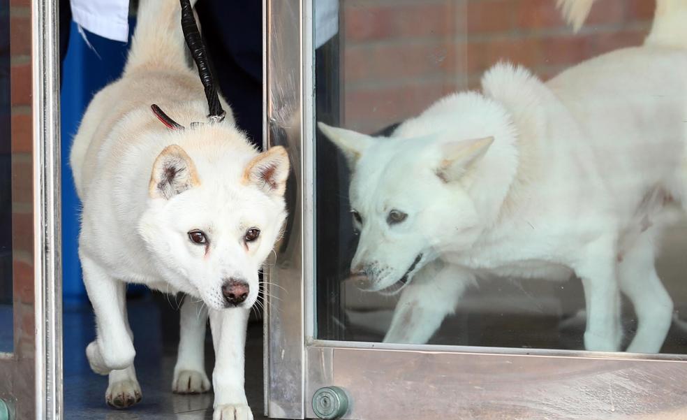 Los perros de la paz van al zoo