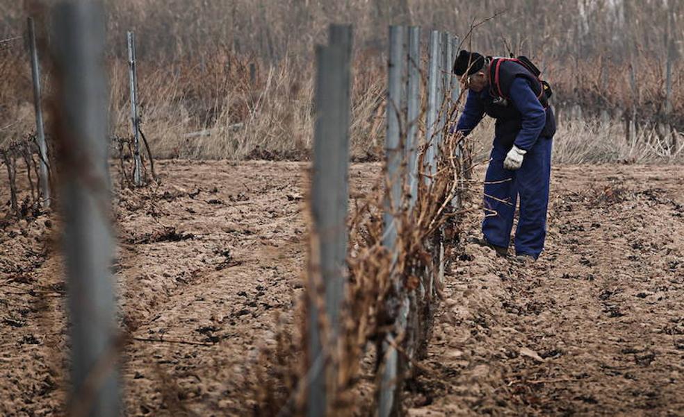 La superficie de viñedo en La Rioja no crecerá en 2023 mientras Ribera de Duero sumará 235 hectáreas