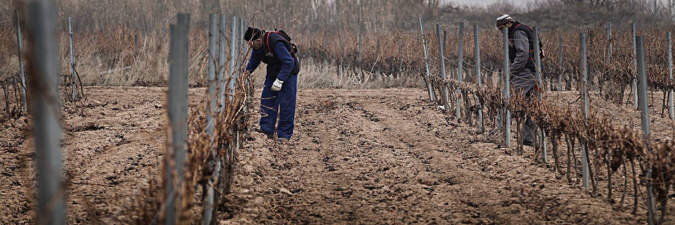 La superficie de viñedo en La Rioja no crecerá en 2023 mientras Ribera de Duero sumará 235 hectáreas