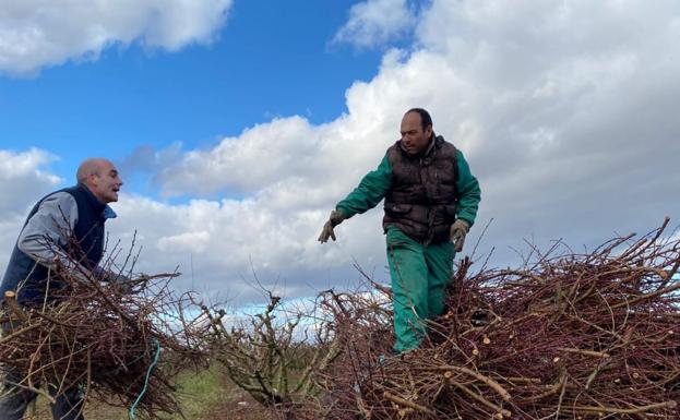 La poda continúa y ya se puede quemar los restos agrícolas