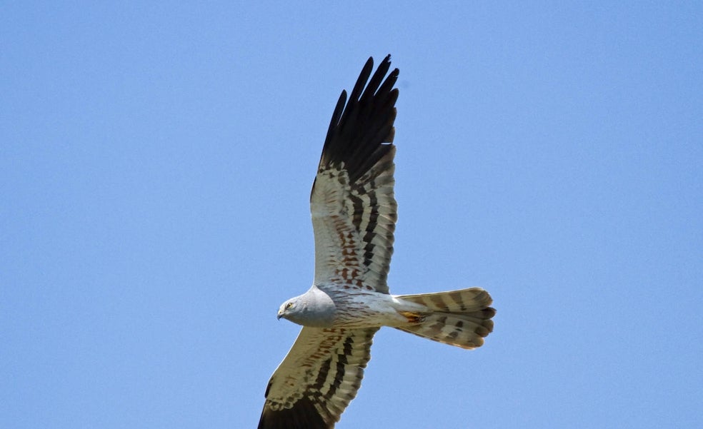 El aguilucho cenizo, elegida ave del año 2023 por SEO/Birdlife