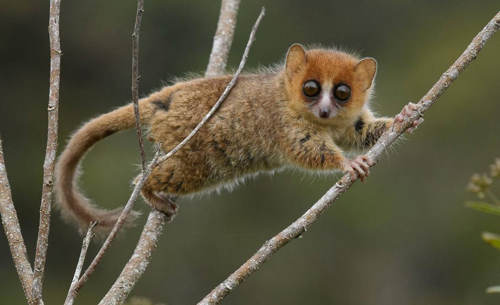 Madagascar, el 'parque jurásico' más amenazado