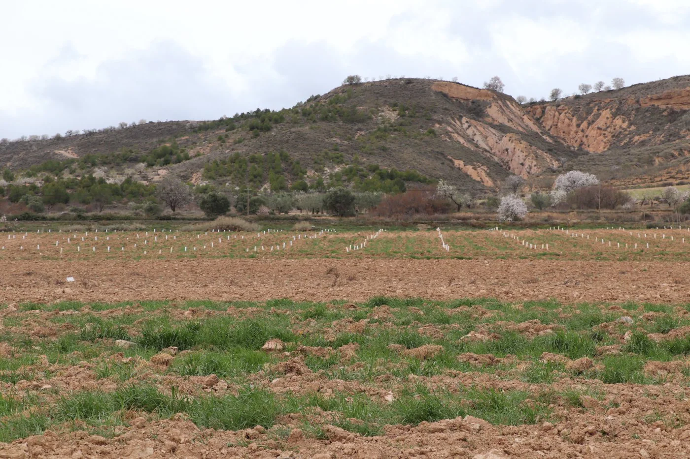 La segunda fase de modernización de Mabad mejorará otras 450 hectáreas