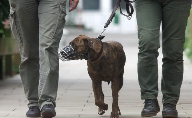 La nueva Ley de Bienestar Animal obligará a asegurar a los 55.337 perros censados en La Rioja