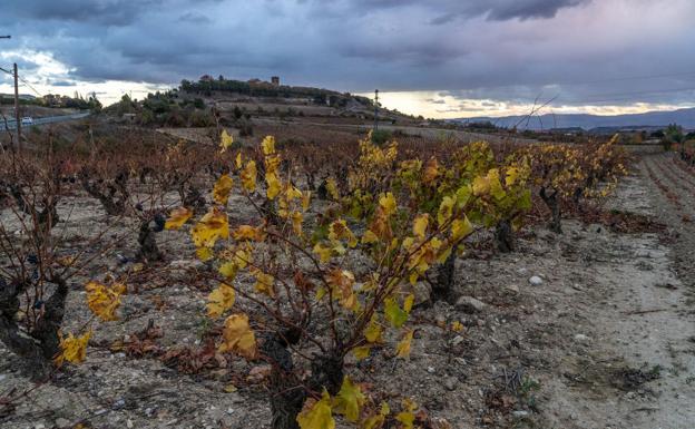 El diputado general de Álava insiste en que la mayoría de bodegueros apuesta por «la diferenciación dentro de Rioja»
