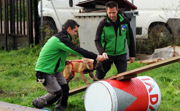 Los perros también trabajan