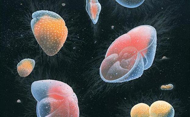 La diversidad de especies es mayor en el ecuador, y este es el porqué