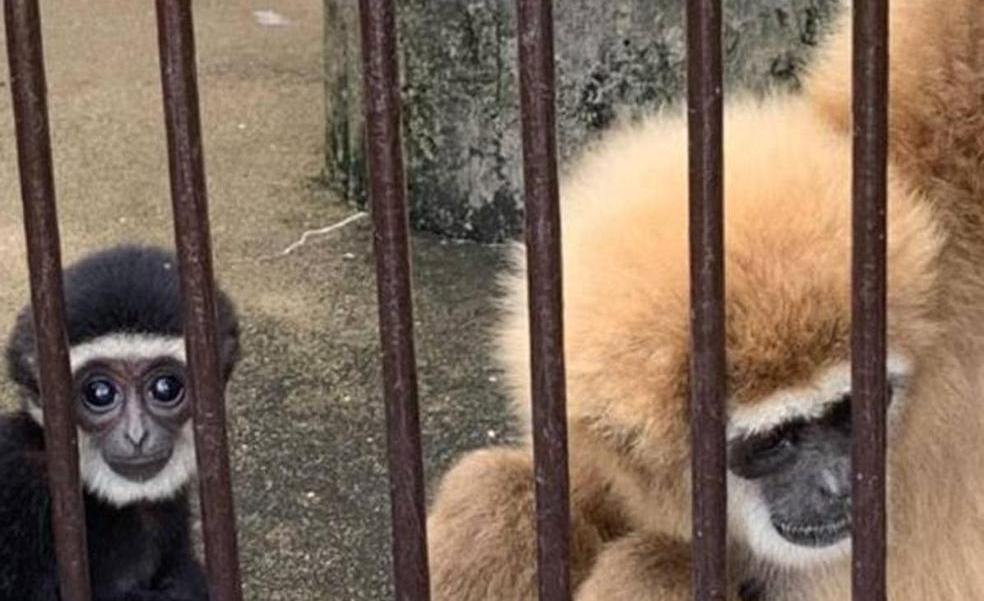 Un misterio embarazoso en el zoo