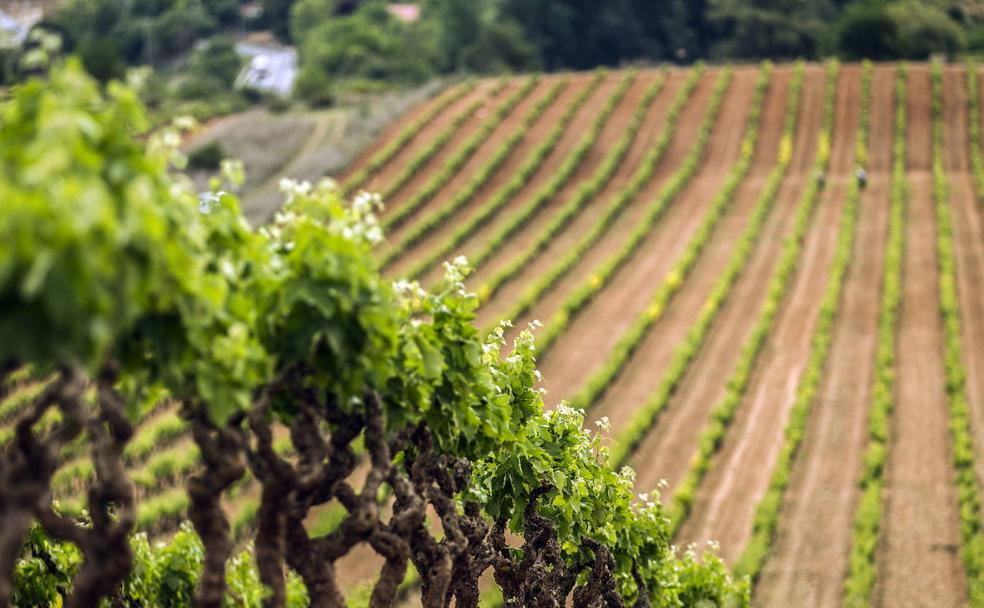 Los viticultores entregan la 'cuchara'