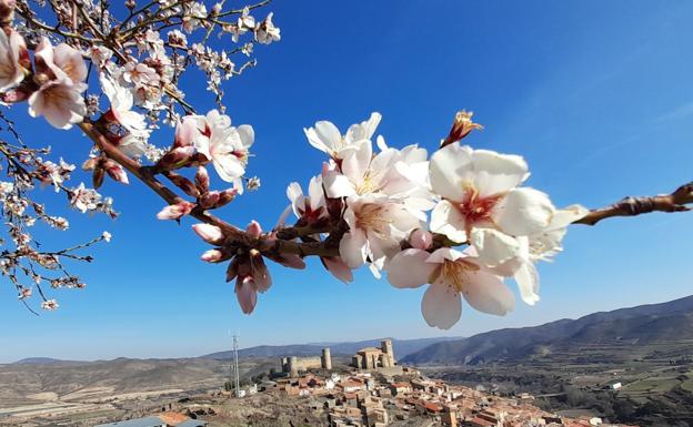 El almendro florece en vísperas de que lleguen nuevas heladas