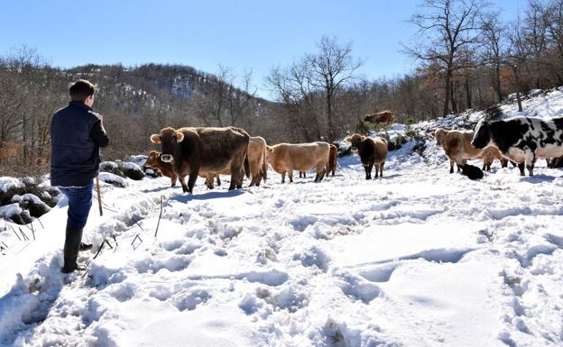 La Rioja ha detectado ya este año casos de vacas con tuberculosis en 15 explotaciones ganaderas