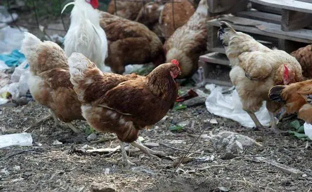 Los dos supuestos casos de gripe aviar de Guadalajara fueron falsos positivos