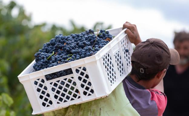 Viticultores y bodegas aplauden el aumento de la ayuda a la vendimia en verde pero la ven «escasa»