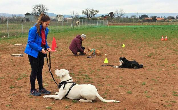 ¿Quién educa al educador canino?