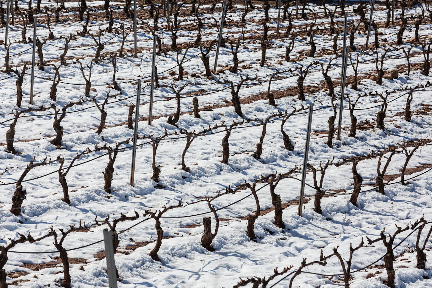 ABRA propone arrancar el 10% de viñedos plantados en los últimos diez años en zonas «sin vocación vitícola»