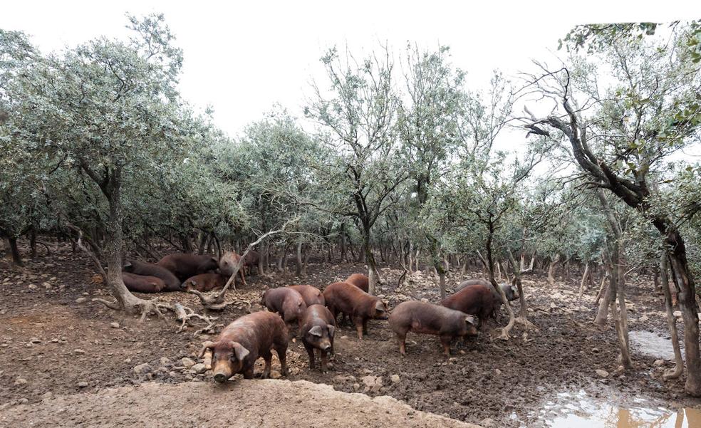 Cerdos, ecológicos y del valle de Ocón