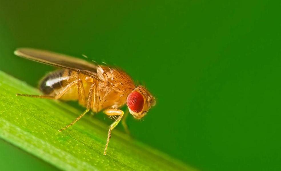 El primer mapa del cerebro de una mosca ayudará a entender mejor la mente humana