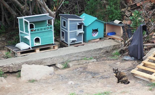 Los cuidadores de los gatos callejeros