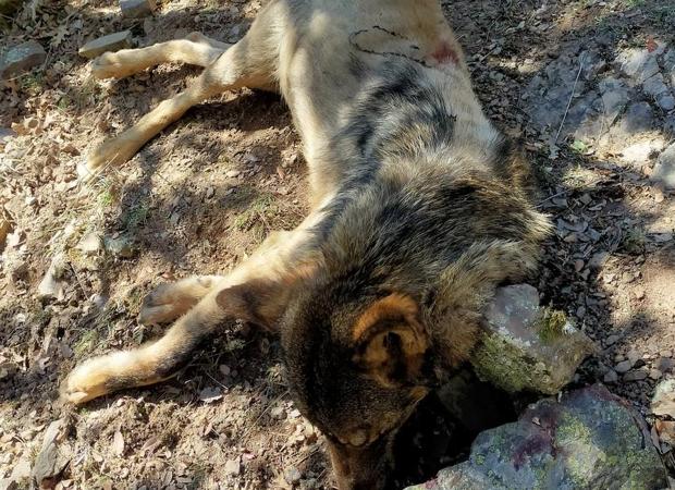 Aparece muerto por disparo un lobo en Montenegro de Cameros (Soria)