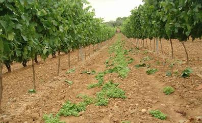 Cómo cobrar por destruir las uvas