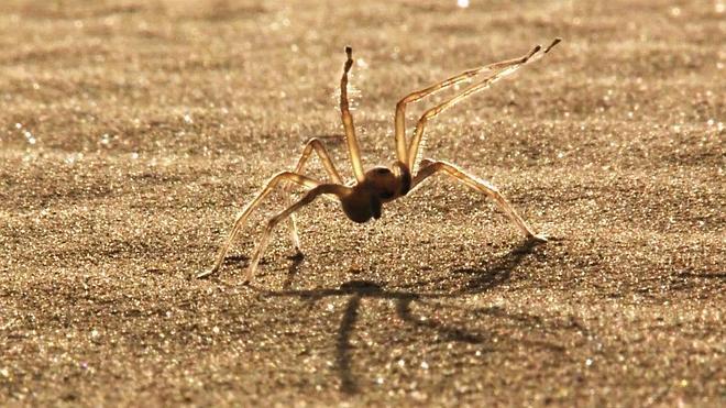 La araña acróbata