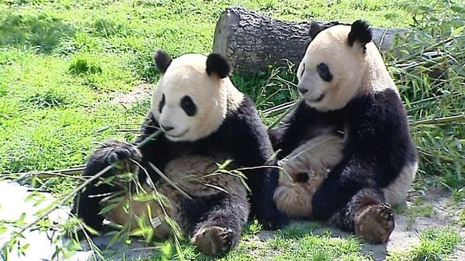 Las autoridades chinas prohíben usar osos panda como adivinos en el Mundial