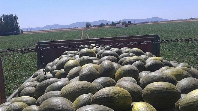 El pueblo de los 80 millones de melones