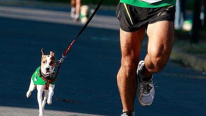 Una carrera de seis patas