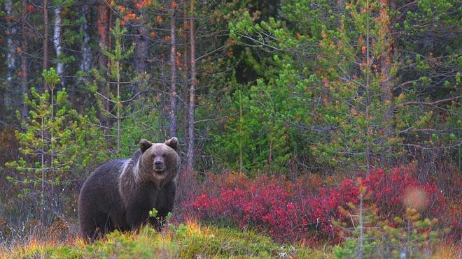 Los grandes carnívoros vuelven a los montes europeos