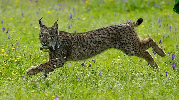 El año más negro para el lince, con 28 ejemplares muertos