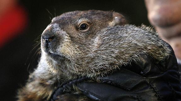 La marmota Phil pronostica seis semanas más de invierno