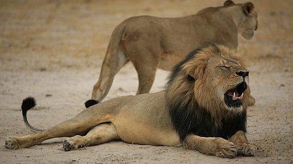 Zimbabue pide a EE UU la extradición del cazador que mató al león Cecil